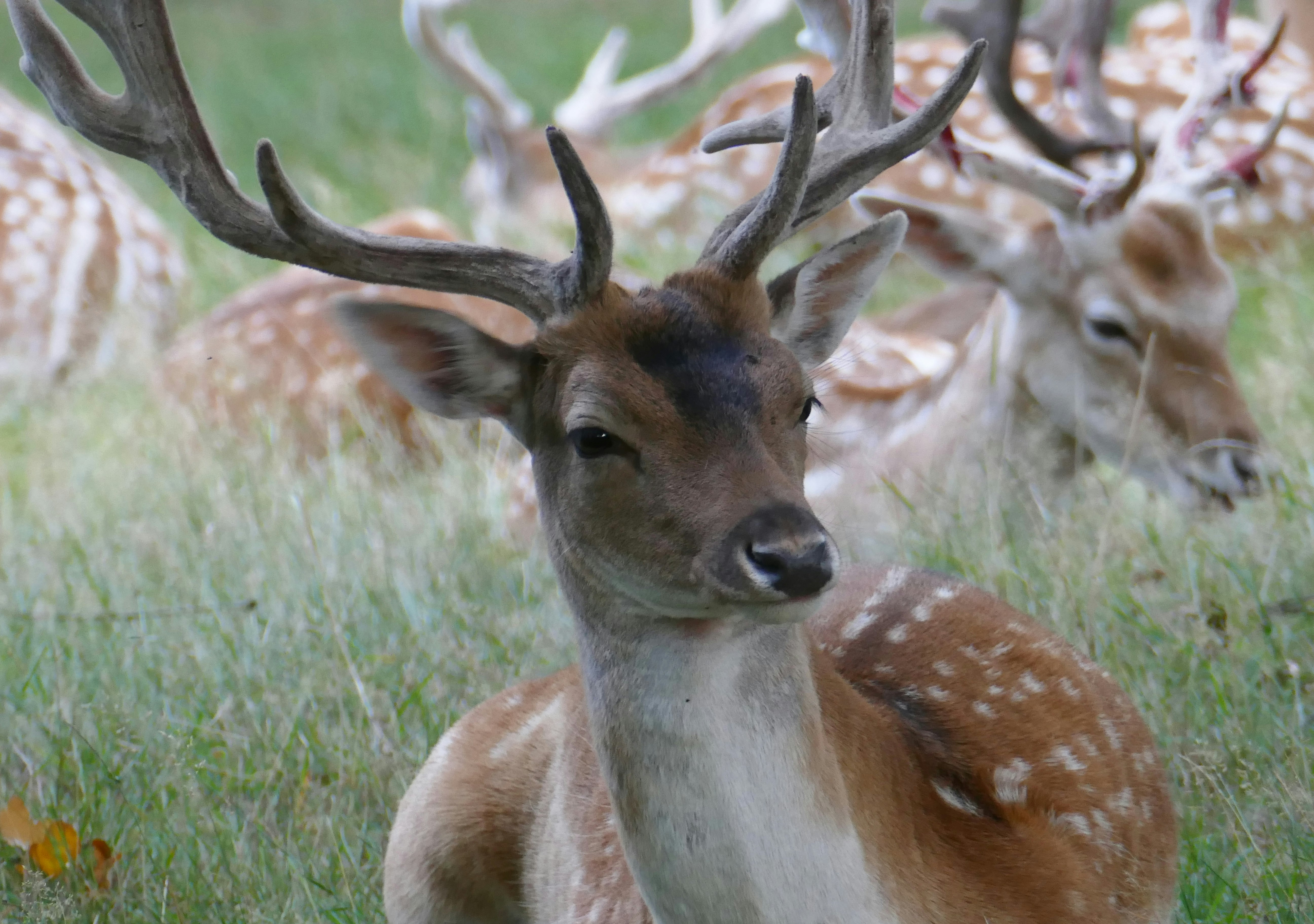 two brown-and-white deers